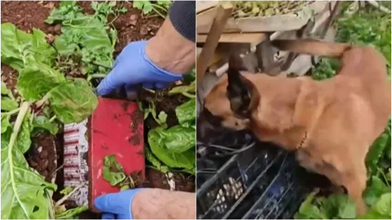 U hrvatskom gradu za ovakav slučaj jo&scaron; nisu čuli: 'U &scaron;oku sam, Bože sačuvaj!'