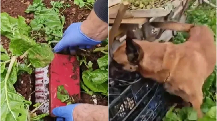 U hrvatskom gradu za ovakav slučaj jo&scaron; nisu čuli: 'U &scaron;oku sam, Bože sačuvaj!'