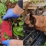 U hrvatskom gradu za ovakav slučaj jo&scaron; nisu čuli: 'U &scaron;oku sam, Bože sačuvaj!'