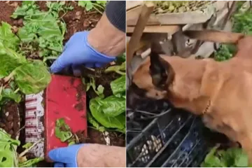 U hrvatskom gradu za ovakav slučaj jo&scaron; nisu čuli: 'U &scaron;oku sam, Bože sačuvaj!'