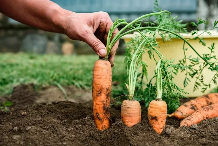 Travanj je najvažniji mjesec za vrt: Stručnjak savjetuje &scaron;to posijati za najbolji urod