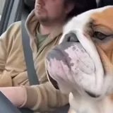 Oprez, pospani buldog za volanom!