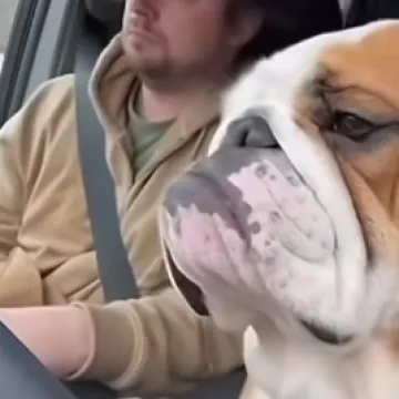 Oprez, pospani buldog za volanom!