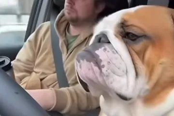 Oprez, pospani buldog za volanom!