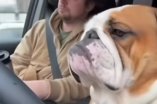 Oprez, pospani buldog za volanom!