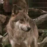 Filmska potjera usred europskog grada: Hvatali vuka koji je ugrizao ženu za lice