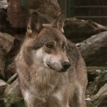 Filmska potjera usred europskog grada: Hvatali vuka koji je ugrizao ženu za lice