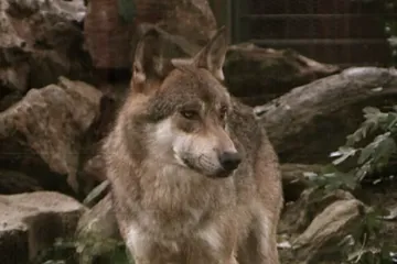 Filmska potjera usred europskog grada: Hvatali vuka koji je ugrizao ženu za lice