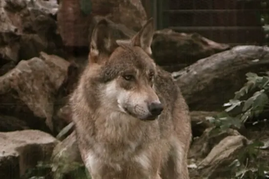 Filmska potjera usred europskog grada: Hvatali vuka koji je ugrizao ženu za lice