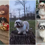 Ova &scaron;armantna pasmina je osvojila va&scaron;a srca: Izdvojili smo 40 koji su nas raznježili