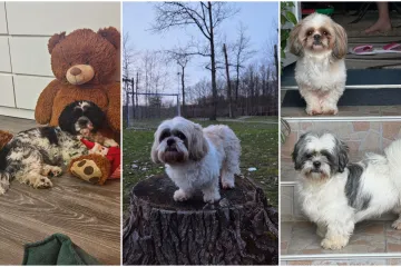 Ova &scaron;armantna pasmina je osvojila va&scaron;a srca: Izdvojili smo 40 koji su nas raznježili