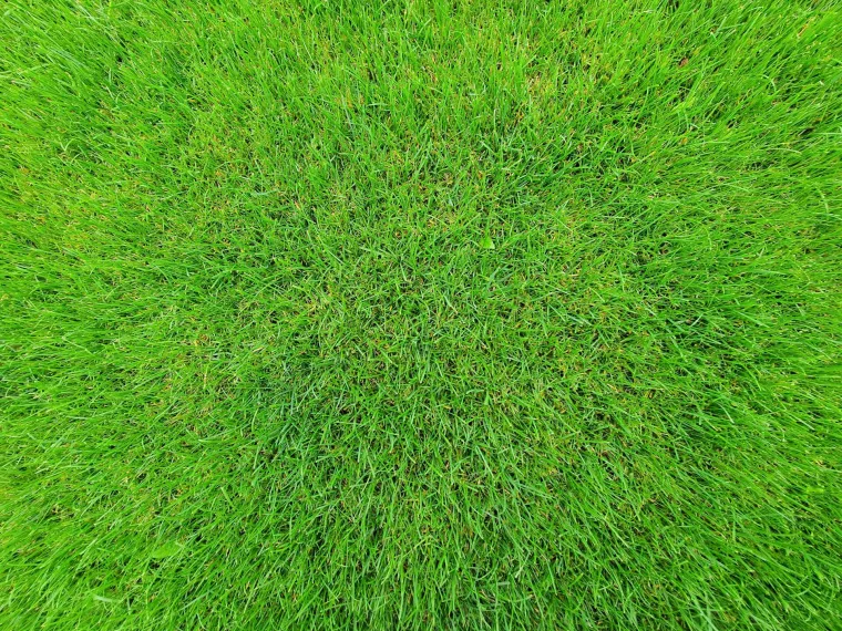 Prije nego upalite kosilicu, važno je znati pravilo od tri dana za bujan i zdrav travnjak