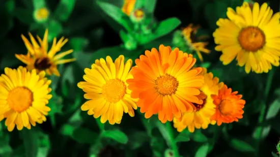 Sunčani cvijet koji liječi, a i jestiv je: Jedan od najlak&scaron;ih za uzgoj, idealan za početnike