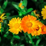 Sunčani cvijet koji liječi, a i jestiv je: Jedan od najlak&scaron;ih za uzgoj, idealan za početnike