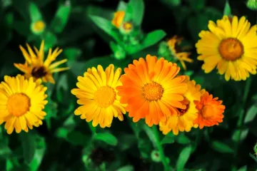 Sunčani cvijet koji liječi, a i jestiv je: Jedan od najlakših za uzgoj, idealan za početnike