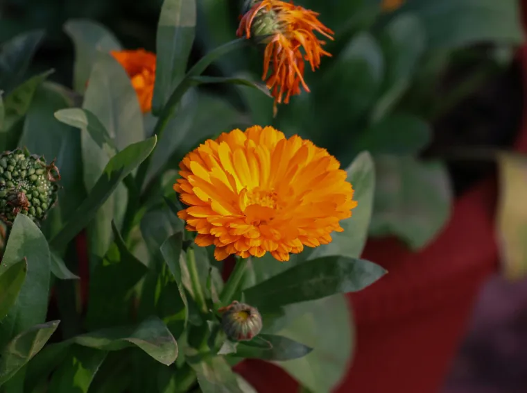 Sunčani cvijet koji liječi, a i jestiv je: Jedan od najlak&scaron;ih za uzgoj, idealan za početnike