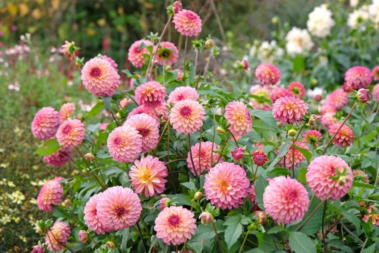 Ona je kraljica vrta: Cijenjena zbog duge sezone cvatnje i spektakla boja koji stvara