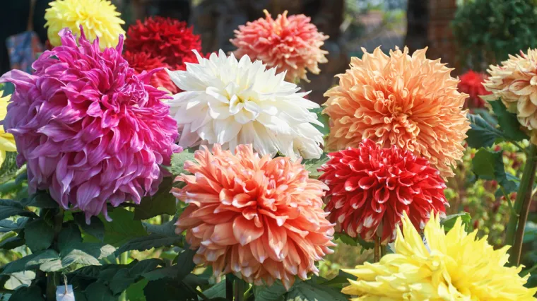 Ona je kraljica vrta: Cijenjena zbog duge sezone cvatnje i spektakla boja koji stvara