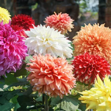 Ona je kraljica vrta: Cijenjena zbog duge sezone cvatnje i spektakla boja koji stvara