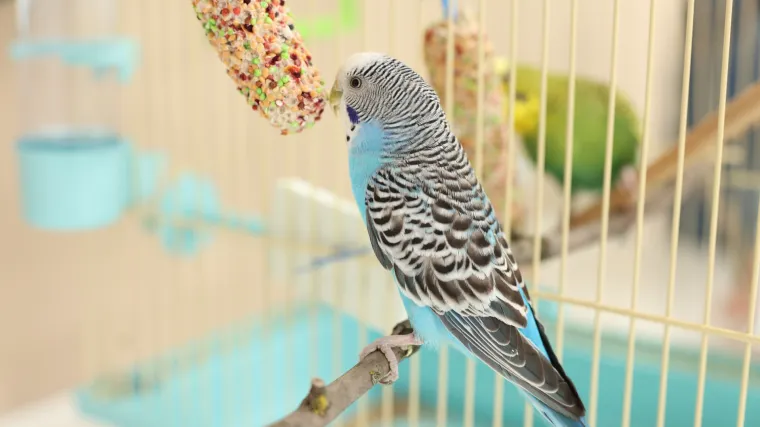 Mali genijalac: Iza živopisnih boja i veselog cvrkuta krije se fascinantna priča o supermoćima