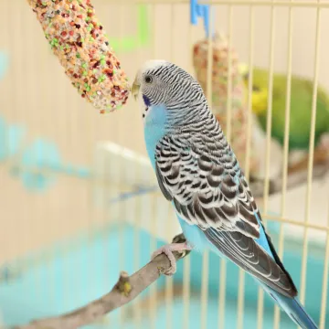 Mali genijalac: Iza živopisnih boja i veselog cvrkuta krije se fascinantna priča o supermoćima