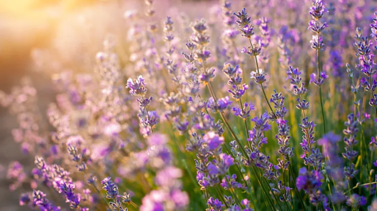 [KVIZ] Jesi li stručnjak koji zna sve o aromatičnom bilju?