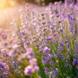 [KVIZ] Jesi li stručnjak koji zna sve o aromatičnom bilju?