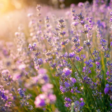 [KVIZ] Jesi li stručnjak koji zna sve o aromatičnom bilju?