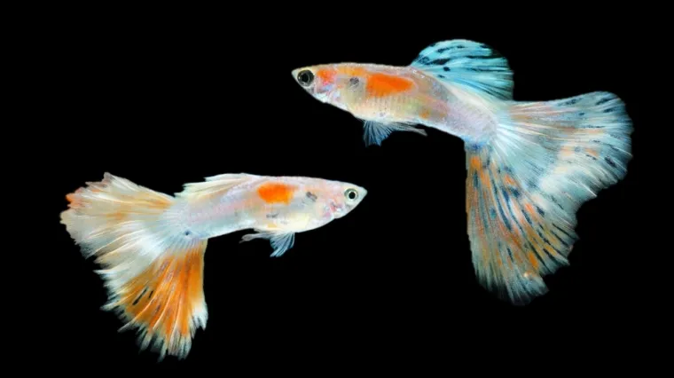 Živopisnih duginih boja: Sve &scaron;to trebate znati o Guppy, najpopularnijoj akvarijskoj ribici
