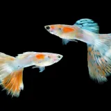 Živopisnih duginih boja: Sve &scaron;to trebate znati o Guppy, najpopularnijoj akvarijskoj ribici