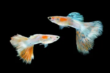 Živopisnih duginih boja: Sve &scaron;to trebate znati o Guppy, najpopularnijoj akvarijskoj ribici