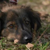 Pas je vjerojatno nesretan ako radi ove četiri stvari: 'Često prolazi nezapaženo'