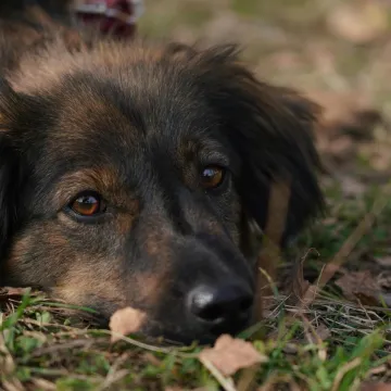 Pas je vjerojatno nesretan ako radi ove četiri stvari: 'Često prolazi nezapaženo'