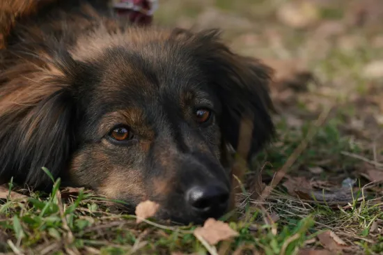 Pas je vjerojatno nesretan ako radi ove četiri stvari: 'Često prolazi nezapaženo'
