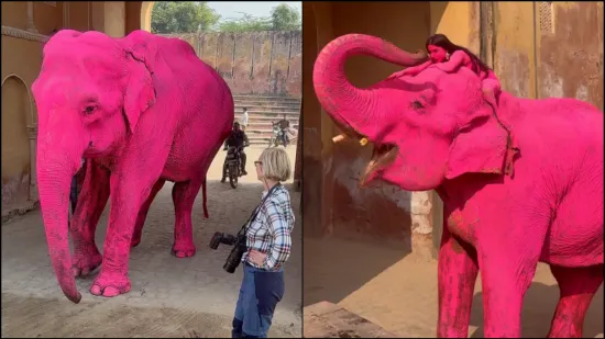 Ružičasti slon &scaron;okirao javnost: Umjetnica pod istragom zbog 'zlostavljanja' životinje u hramu