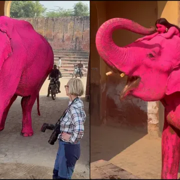 Ružičasti slon &scaron;okirao javnost: Umjetnica pod istragom zbog 'zlostavljanja' životinje u hramu