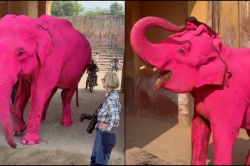 Ružičasti slon &scaron;okirao javnost: Umjetnica pod istragom zbog 'zlostavljanja' životinje u hramu