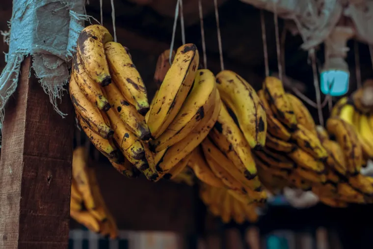 Nutricionisti o bananama: 'Boja otkriva sve o njihovom okusu i nutritivnoj vrijednosti'