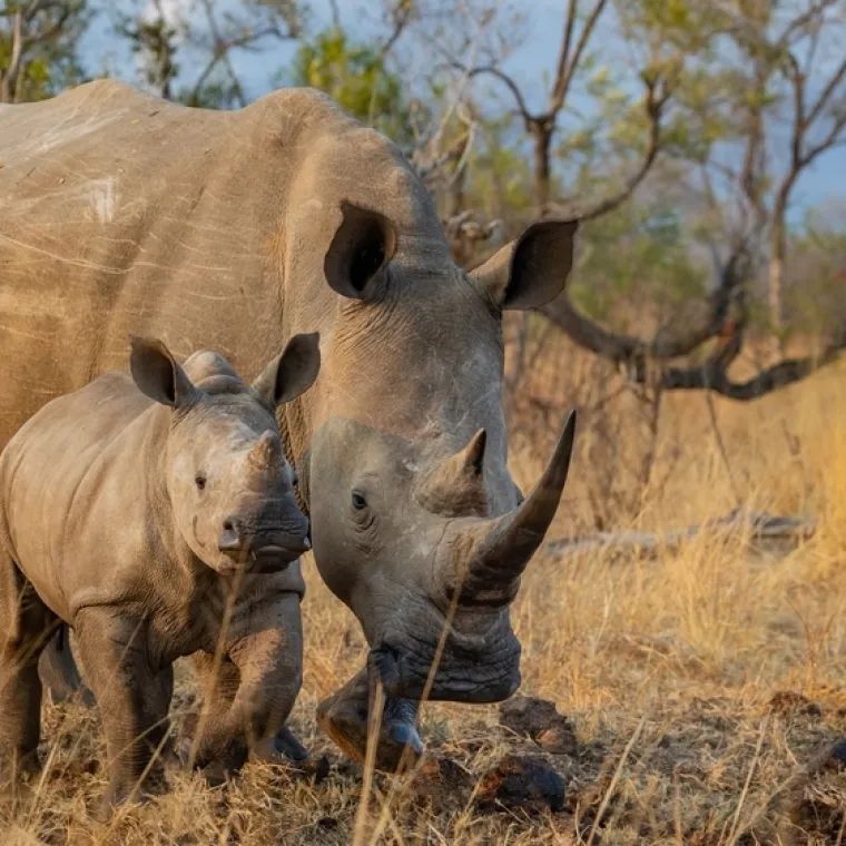[KVIZ] Kolika je prosječna težina ovih životinja?
