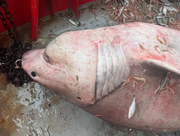 Ribari u bračkom kanalu ulovili giganta Jadrana pa odu&scaron;evili toplom ljudskom gestom