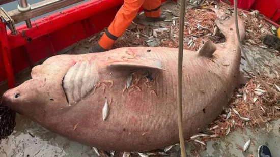 Ribari u bračkom kanalu ulovili giganta Jadrana pa odu&scaron;evili toplom ljudskom gestom