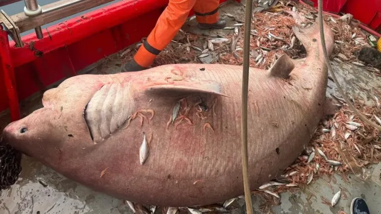 Ribari u bračkom kanalu ulovili giganta Jadrana pa odu&scaron;evili toplom ljudskom gestom