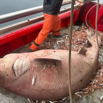 Ribari u bračkom kanalu ulovili giganta Jadrana pa odu&scaron;evili toplom ljudskom gestom