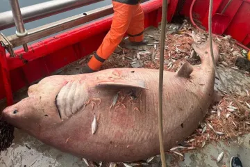 Ribari u bračkom kanalu ulovili giganta Jadrana pa odu&scaron;evili toplom ljudskom gestom