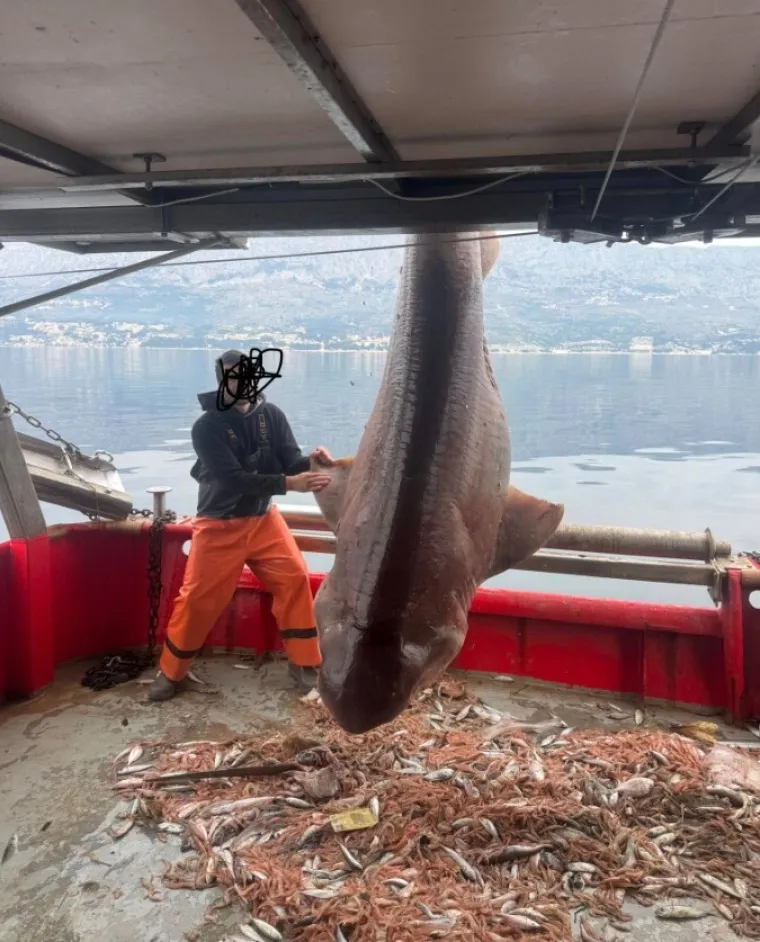 Ribari u bračkom kanalu ulovili giganta Jadrana pa odu&scaron;evili toplom ljudskom gestom