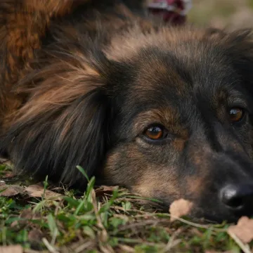 U ovoj državi zbog razvoda i ljubimci zavr&scaron;avaju na sudu: Evo kako možete ostati bez svog dlakavog prijatelja