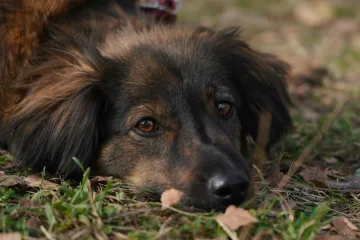 U ovoj državi zbog razvoda i ljubimci zavr&scaron;avaju na sudu: Evo kako možete ostati bez svog dlakavog prijatelja