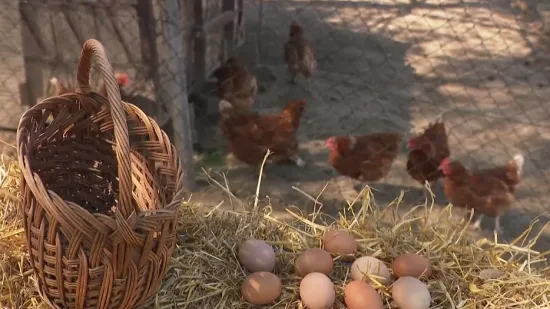 Navala za domaćim jajima! Bit će 'veselo' ako se prognoze ostvare: 'Tko će to plaćati?!'