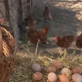 Navala za domaćim jajima! Bit će 'veselo' ako se prognoze ostvare: 'Tko će to plaćati?!'