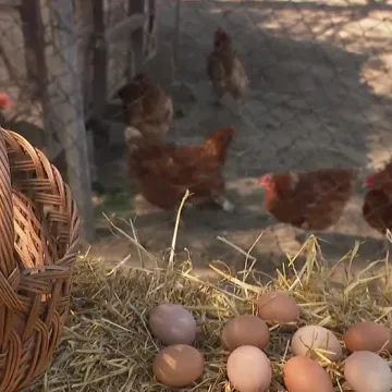 Navala za domaćim jajima! Bit će 'veselo' ako se prognoze ostvare: 'Tko će to plaćati?!'